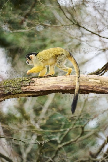 Black-capped squirrel monkey (Saimiri boliviensis) in a tree, Bavaria, Germany, Europe