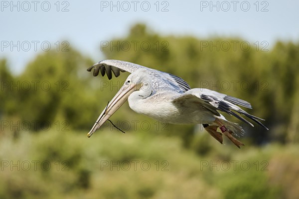 Great white pelican (Pelecanus onocrotalus) flying, France, Europe