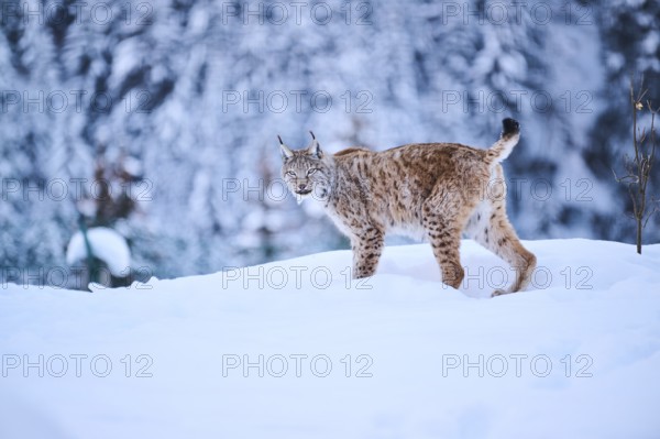 Eurasian lynx (Lynx lynx) standing in the snow, Wildpark Aurach, Kitzbühl, Tirol, Austria, Europe