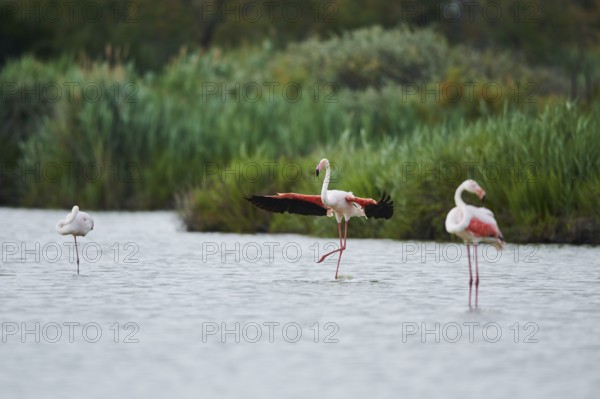 Greater Flamingo (Phoenicopterus roseus), landing in the water, Parc Naturel Regional de Camargue, France, Europe