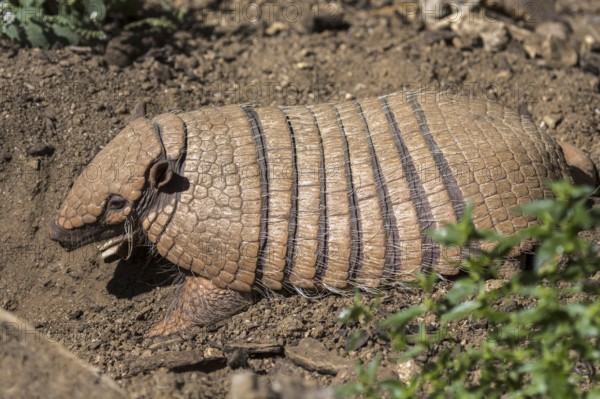 Yellow armadillo, six-banded armadillo (Euphractus sexcinctus) digging in search for prey, native to South America