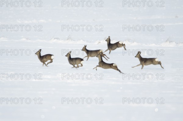 Roe Deer (Capreolus capreolus) in winter, Lower Saxony, Germany, Europe