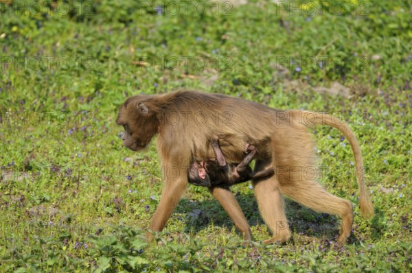 Djeladas (Theropithecus gelada) female with young, blood-breasted baboon, lateral view