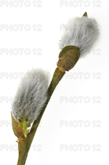 Goat willow, Pussy willow (Salix caprea), Great sallow twig with male catkins in spring against white background