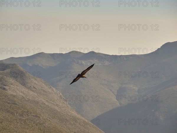 Vultures in flight, Mountains, Samaria Gorge, Omalos, Lefka Ori, White Mountains, West Crete, Island of Crete, Greece, Europe