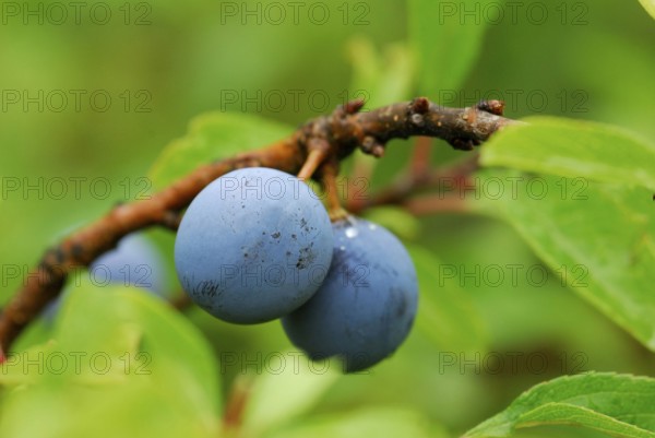 Blackthorn (Prunus spinosa) Blackthorn