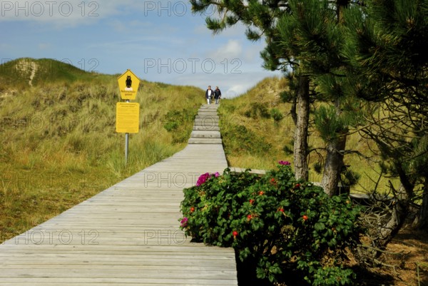Bohlensteg, Amrumer Dunes Nature Reserve, Amrum, North Friesland, Schleswig-Holstein, Germany, Europe