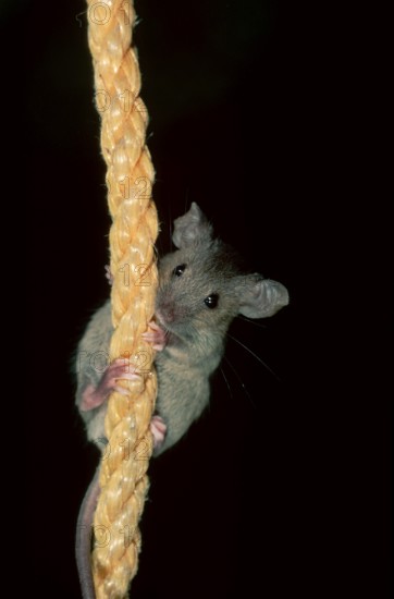 House mouse (Mus musculus), Germany, Europe