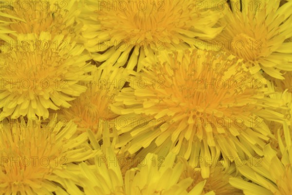 Common dandelion (Taraxacum) Ruderalia, Taraxacum officinale, medicinal plant, the most important active substances of the dandelion are the bitter substances