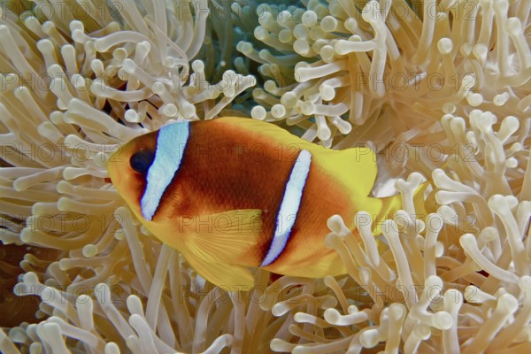 Red sea clownfish (Amphiprion bicinctus) in its magnificent sea anemone (Heteractis magnifica), Panorama Reef dive site, Hurghada, Egypt, Red Sea, Africa