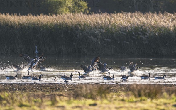 Canada Goose (Branta canadensis), Canada Geese in the flight at Sunrise