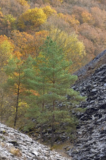 Mixed forest, pines (Pinus) and deciduous trees with autumn leaves between slate dumps, Eastern Eifel, Rhineland-Palatinate, Germany, Europe