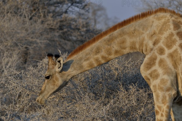 Giraffe (Giraffa camelopardalis) eating, Etosha National Park, Namibia, Africa
