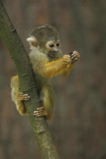 Common squirrel monkey (Saimiri sciureus), young, playing, eating, climbing, captive