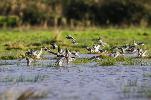 Redshank (Tringa totanus), birds in flight over Marshes