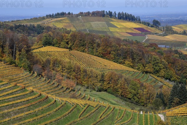 Landscape with autumnal coloured vineyards, near Durbach, Ortenaukreis, Black Forest, Baden-Württemberg, Germany, Europe