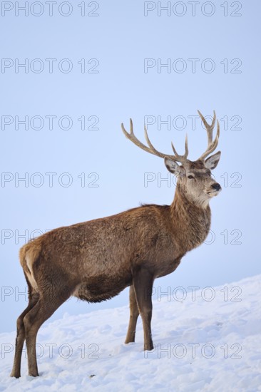 Red deer (Cervus elaphus) stag on a snowy meadow in the mountains in tirol, Kitzbühel, Wildpark Aurach, Austria, Europe