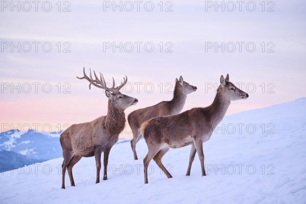 Red deer (Cervus elaphus) stag with hinds on a snowy meadow in the mountains in tirol at sunset, Kitzbühel, Wildpark Aurach, Austria, Europe