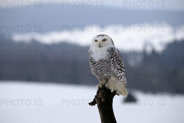 Snowy owl (Nyctea scandiaca), snowy owl, adult, alert, perch, winter, snow, Bohemian Forest, Czech Republic, Europe