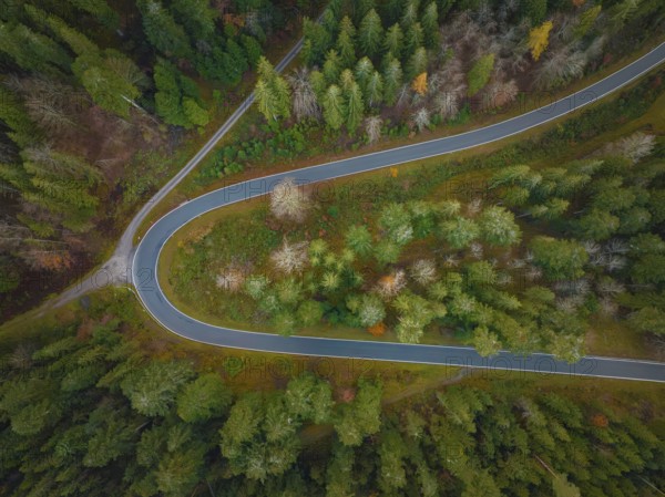 S-curve through the autumn forest, Black Forest, Germany, Europe