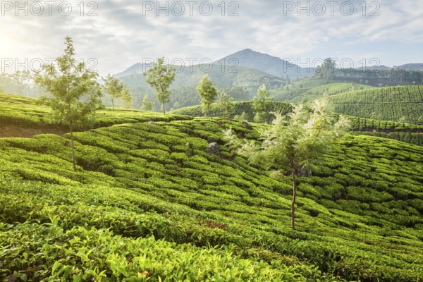 Kerala India travel background, panorama of green tea plantations in Munnar, Kerala, India in the morning on sunrise