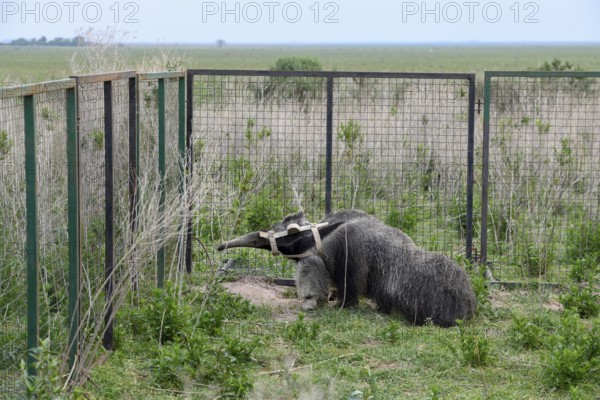 Giant anteater (Myrmecophaga tridactyla) with radio collar at the Conservation Land Trust breeding station, San Nicolás, Esteros del Iberá, Corrientes Province, Argentina, South America