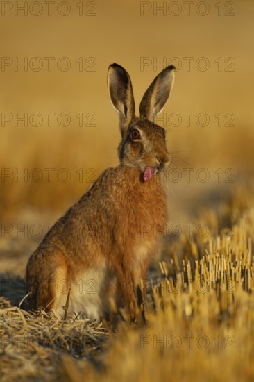 European brown hare (Lepus europaeus) adult sticking its tongue out in a farmland stubble field, Norfolk, England, United Kingdom, Europe