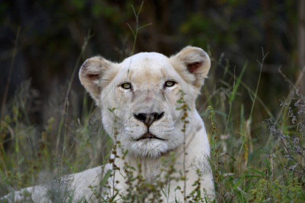 White Lion (Panthera leo), female animal, animal portrait, Tsau! nature reserve of the Global White Lion Protection Trust, GWLPT, near Hoedspruit, South Africa, Africa