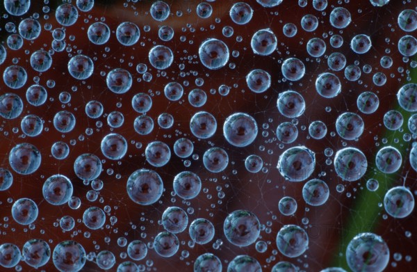 Drops of water in spider web