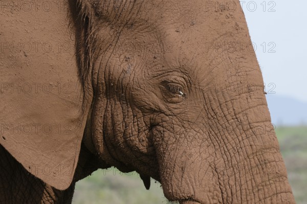 Portrait of an African bush elephant (Loxodonta africana) covered with red soil, Kwazulu Natal Province, South Africa, Africa
