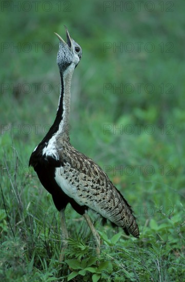 Black-bellied Bustard, Ngorongoro Crater, Tanzania (Eupodotis melanogaster), Black-bellied Bustard, Ngoro-Ngoro Crater, Tanzania, Africa
