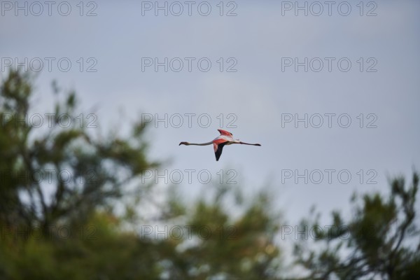Greater Flamingo (Phoenicopterus roseus), flying in the sky, Parc Naturel Regional de Camargue, France, Europe