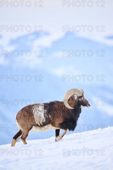 European mouflon (Ovis aries musimon) ram on a snowy meadow in the mountains in tirol, Kitzbühel, Wildpark Aurach, Austria, Europe