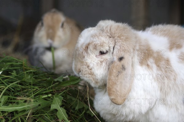 Rabbit (cuniculus), pet, two, portrait, ram rabbit, dwarf rabbit, grass, food, two domestic rabbits eating grass in enclosure