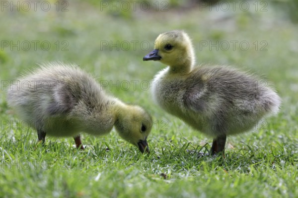 Canadian wild goose (Branta canadensis) chicks in the Tiergarten Berlin, Germany, Europe