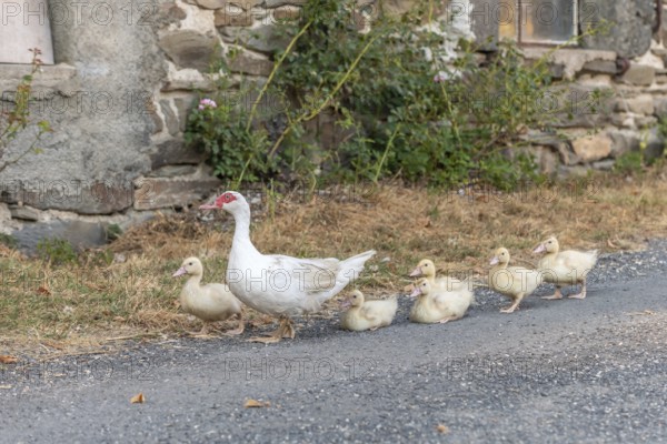 White duck female followed by her chicks on farm. Aubrac, France, Europe