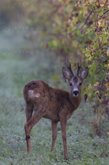 European roe deer (Capreolus capreolus) in autumn leaves, Wittlich, Rhineland-Palatinate, Germany, Europe