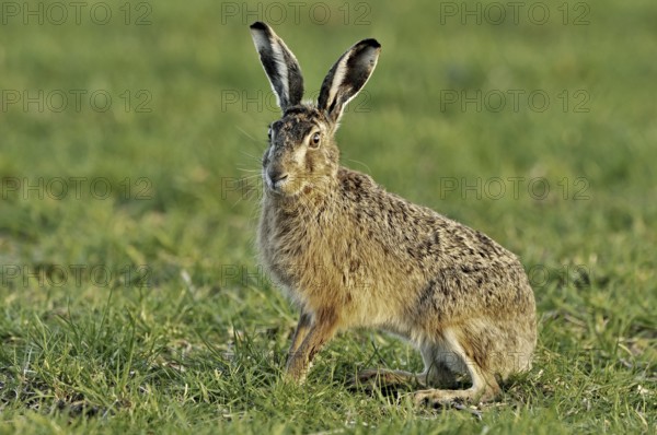 European hare (Lepus europaeus), brown hare sitting in meadow, the Netherlands