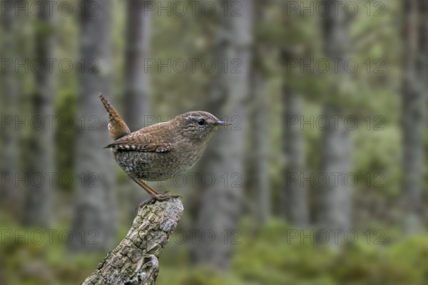 Eurasian wren (Troglodytes troglodytes) (Nannus troglodytes) perched on tree stump in coniferous spruce forest