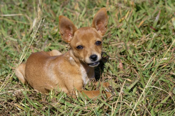 Little dog laying on grass, Serra da Canastra, Minas Gerais state, Brazil, South America