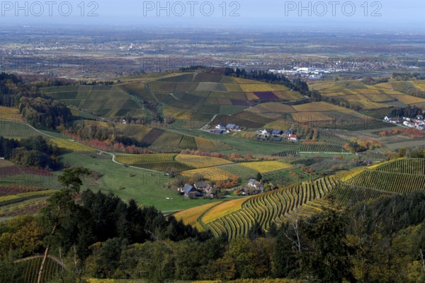 Landscape with autumnal coloured vineyards, near Durbach, Ortenaukreis, Black Forest, Baden-Württemberg, Germany, Europe
