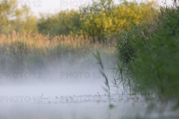 Morning fog on the river Peene, Peene Valley River Landscape nature park Park, Mecklenburg-Western Pomerania, Germany, Europe