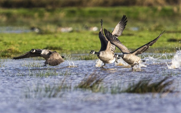 Canada Goose (Branta canadensis) birds in flight over Marshes