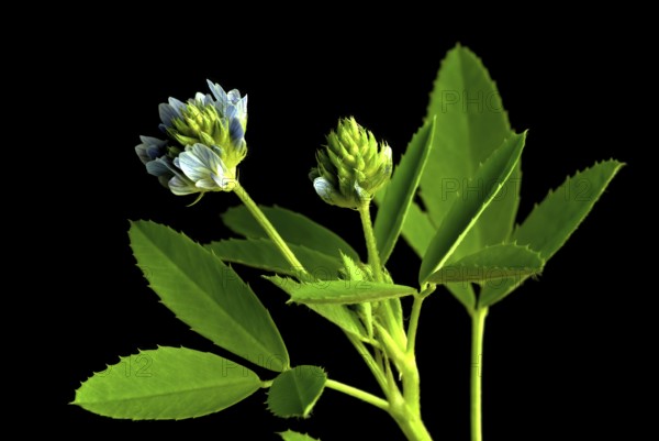 Flower of blue fenugreek, blue fenugreek, Trigonella caerulea, Meliotus coerulea, spice and medicinal plant