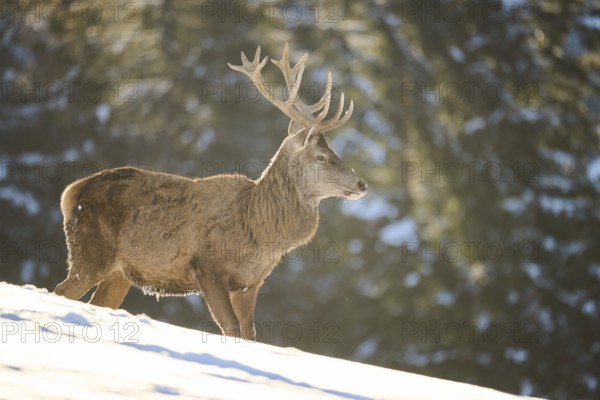 Red deer (Cervus elaphus) stag on a snowy meadow in the mountains in tirol, Kitzbühel, Wildpark Aurach, Austria, Europe