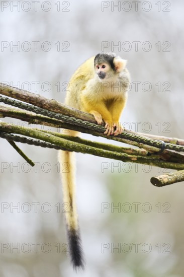 Black-capped squirrel monkey (Saimiri boliviensis) in a tree, Bavaria, Germany, Europe