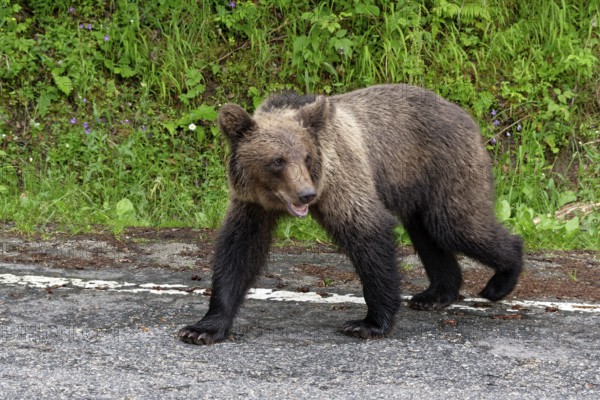 Young brown bear at the Transfagara, the Transfogaras High Road in the Fagaras Mountains, also Fogaras Mountains, in the mountain group of the Southern Carpathians. Arges, Romania, South-Eastern Europe, Europe