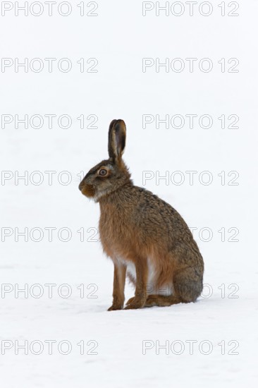 European hare (Lepus europaeus) sitting in snow in winter, Germany, Europe