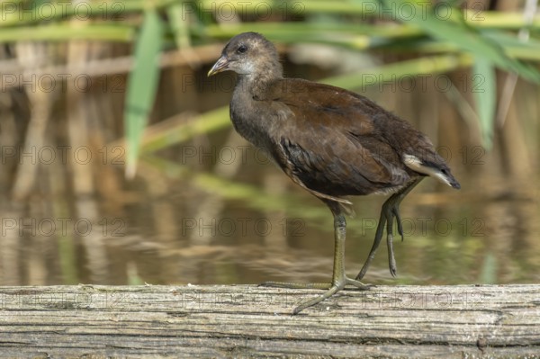 Young common bog gallinule (Gallinula chloropus) sitting on a tree trunk in a river. Bas-Rhin, Alsace, Grand Est, France, Europe
