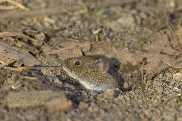 Bank vole (Clethrionomys glareolus) leaving burrow, Germany, Europe